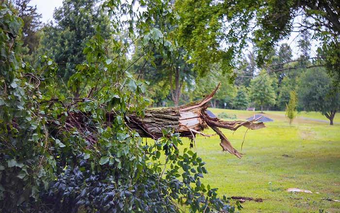 Storm Damage 1 image