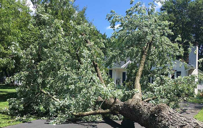 Storm Damage 2 image