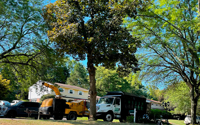 treeremoval1 image